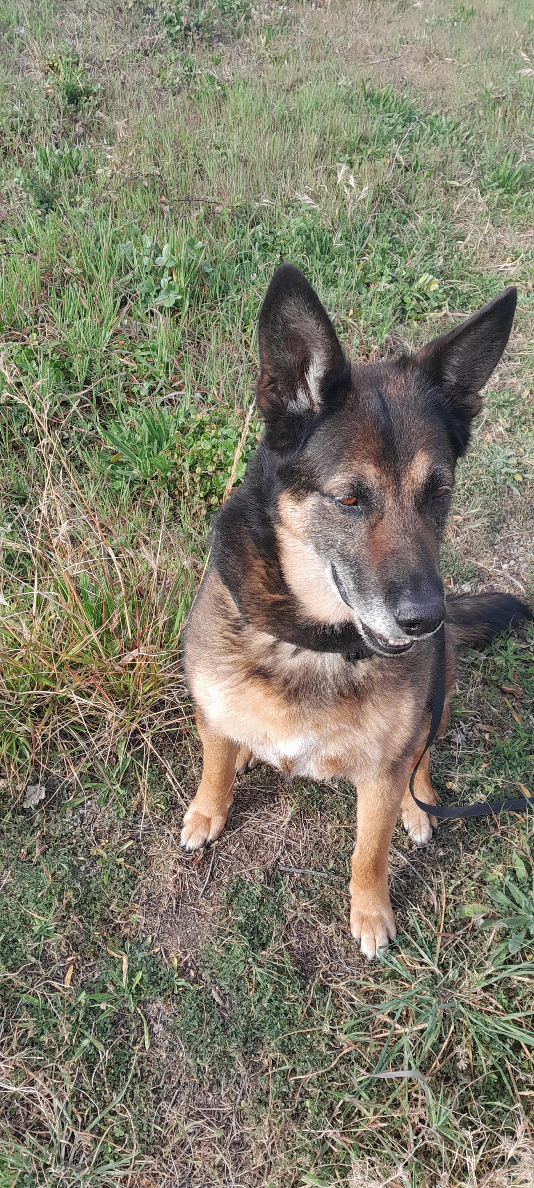 Service chien 83 entre particuliers