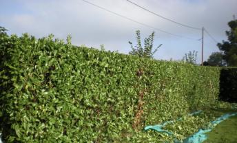 Service : taille de haies Service : taille de haies