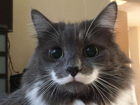 Service garde animaux 54 entre particuliers