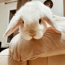 Service : garde animaux Service : garde animaux