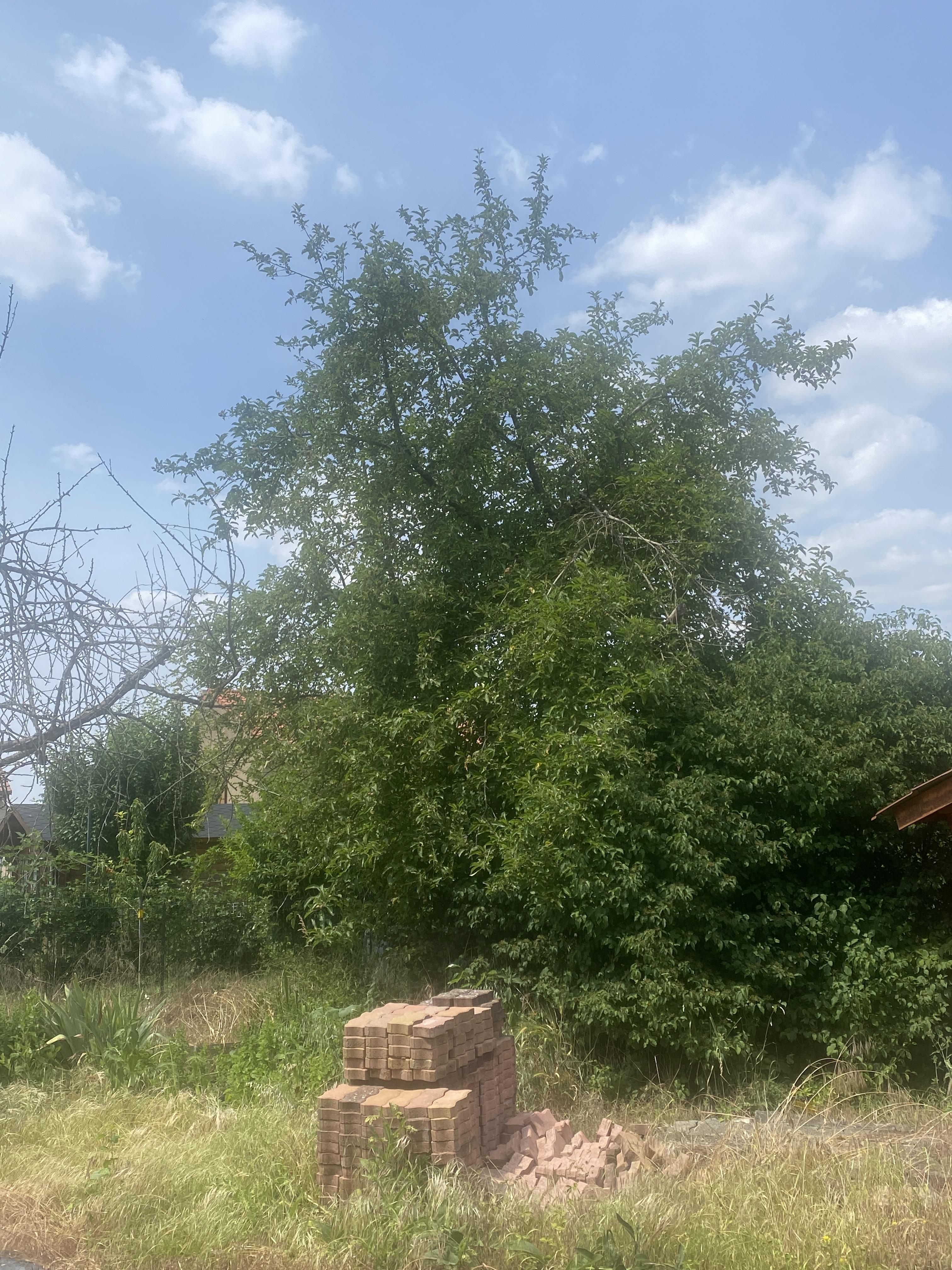 Service elagage 57 entre particuliers