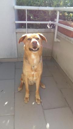 Service : chien Service : chien