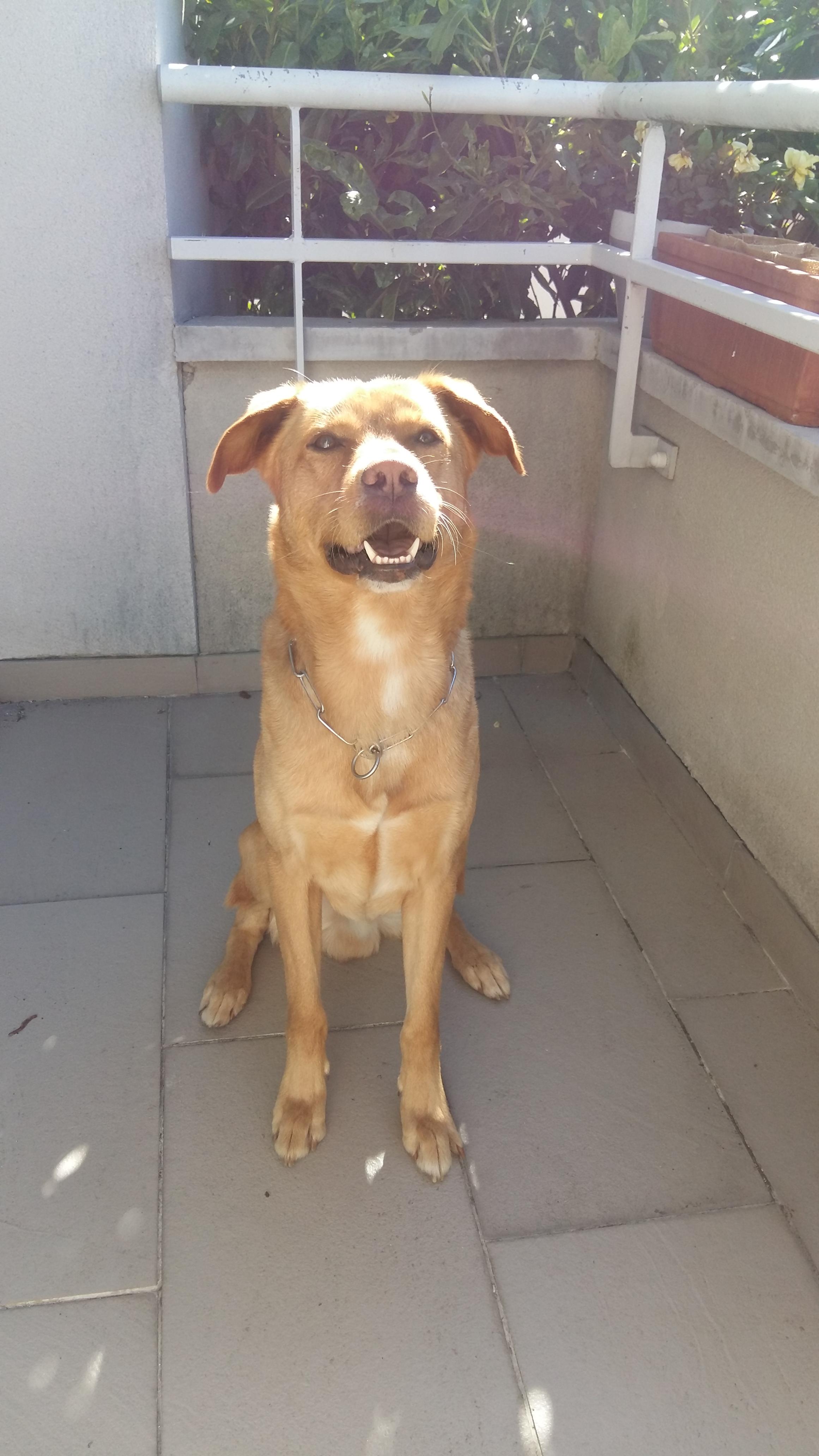 Service chien 94 entre particuliers
