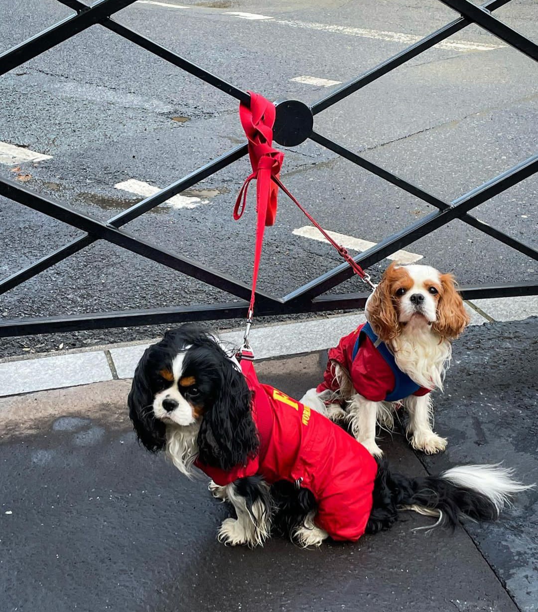 Service garde animaux 38 entre particuliers