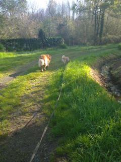 Service : garde animaux Service : garde animaux