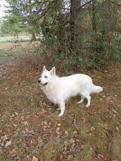 Service : chien Service : chien