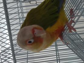 Service : oiseaux Service : oiseaux