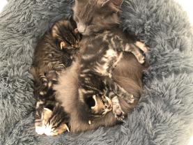Demander ce catsitter