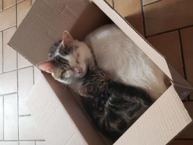 Service : garde animaux Service : garde animaux