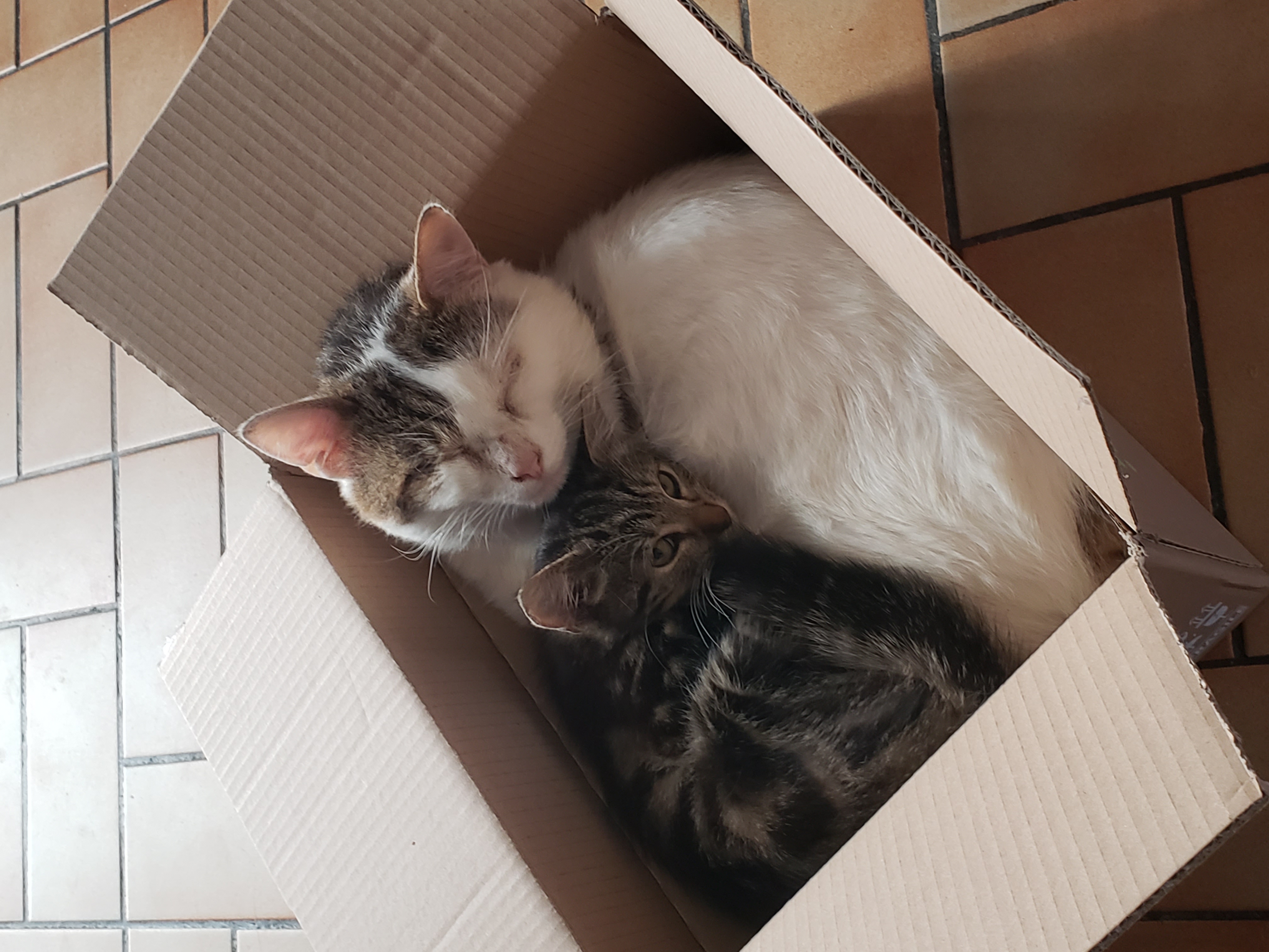 Service garde animaux 80 entre particuliers