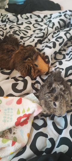 Service : rongeur Service : rongeur