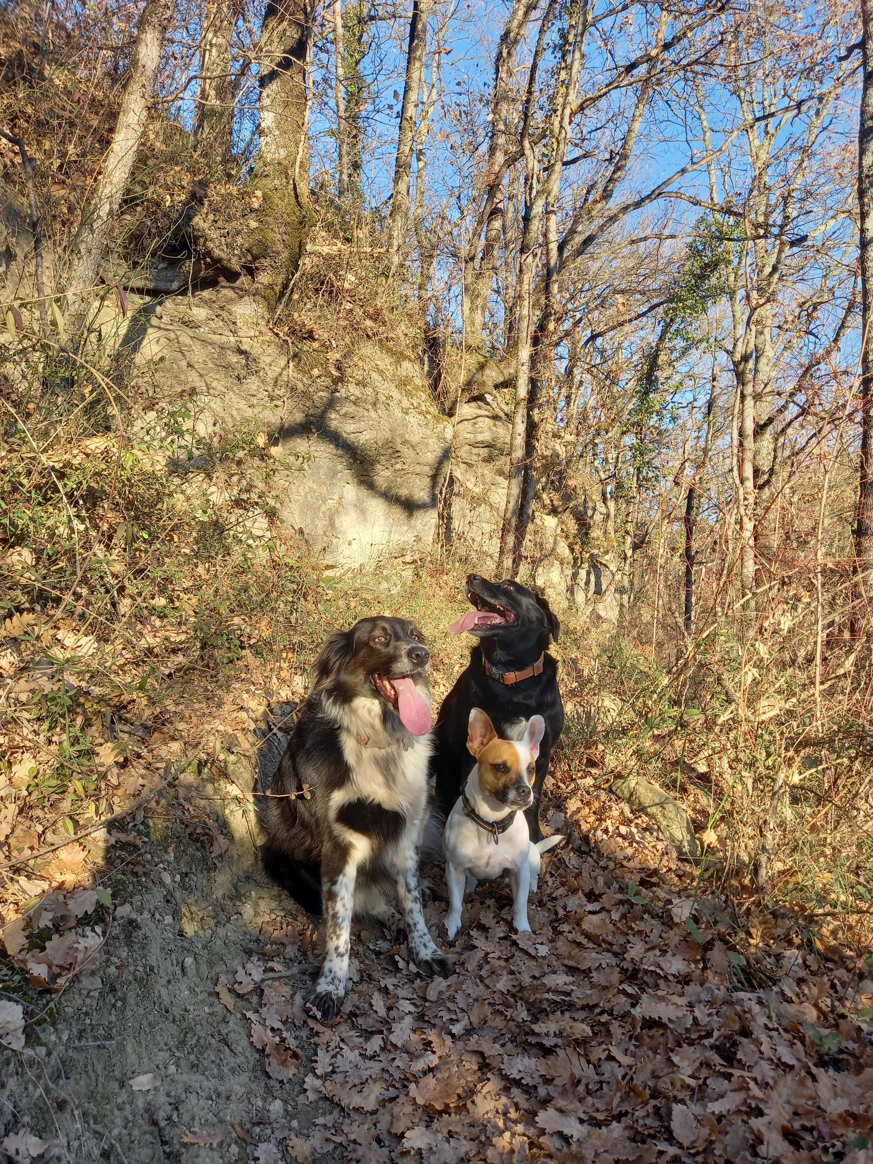 Service promeneur chien 09 entre particuliers