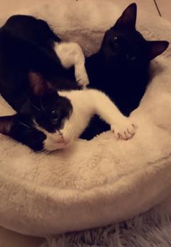 Demander ce catsitter