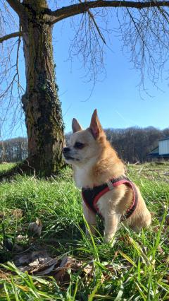 Demander ce petsitter