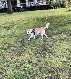 Demander un promeneur