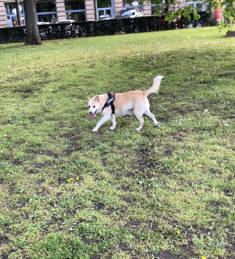 Service promeneur chien 67 entre particuliers