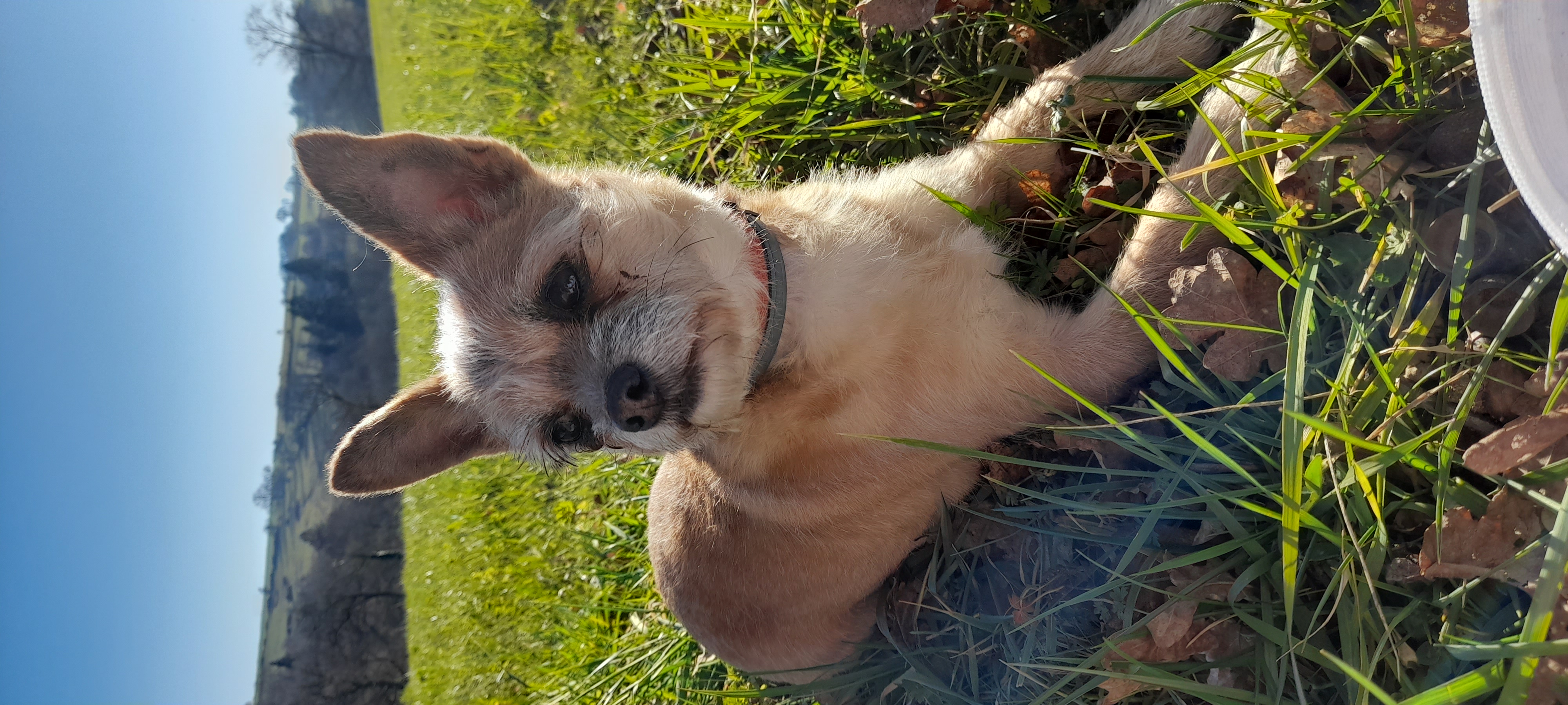 Service promeneur chien 87 entre particuliers
