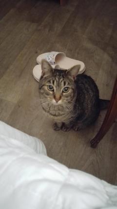 Service : chat Service : chat