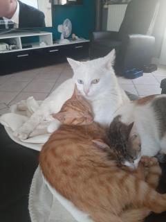 Demander ce catsitter