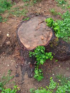 Location : rogneuse de souche Location : rogneuse de souche