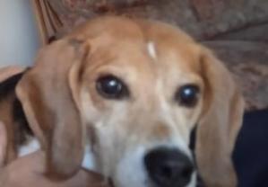 Service : promeneur chien Service : promeneur chien