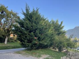 Service : taille de haies Service : taille de haies