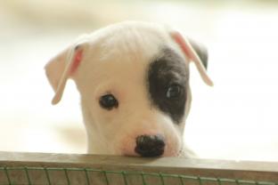 Service : garde animaux Service : garde animaux