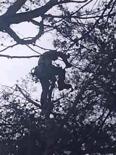 Service : elagage Service : elagage