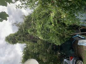 Service : elagage Service : elagage