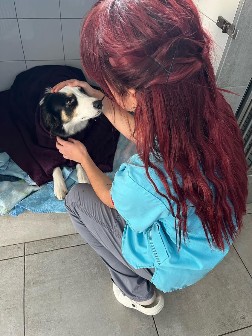 Service chien 06 entre particuliers