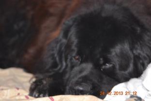 Service : chien Service : chien