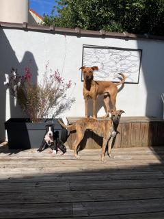 Service : chien Service : chien