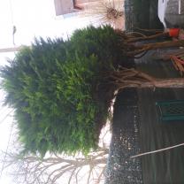 Location : tronconneuse Location : tronconneuse