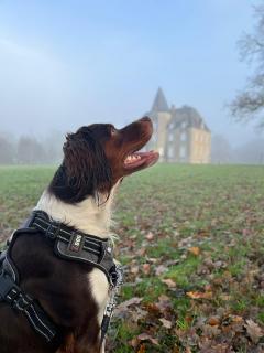 Service : chien Service : chien