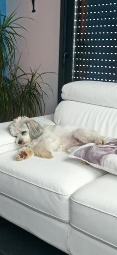 Demander ce petsitter