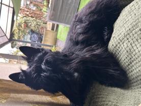 Service : chien Service : chien