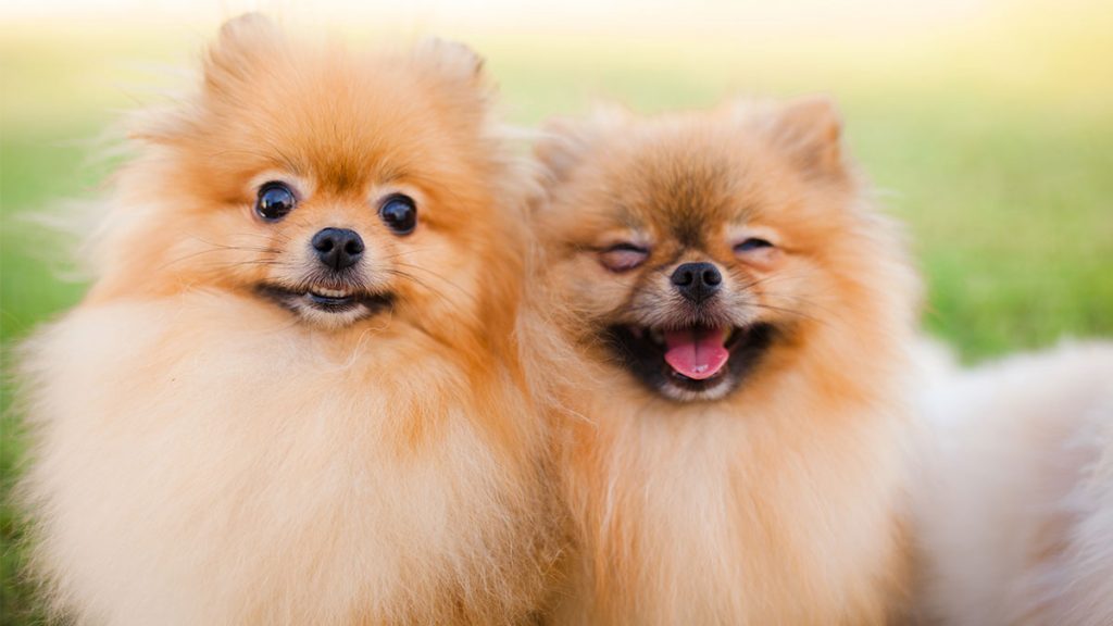 Service promeneur chien 34 entre particuliers