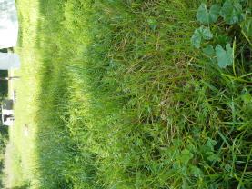 Location : tracteur tondeuse Location : tracteur tondeuse