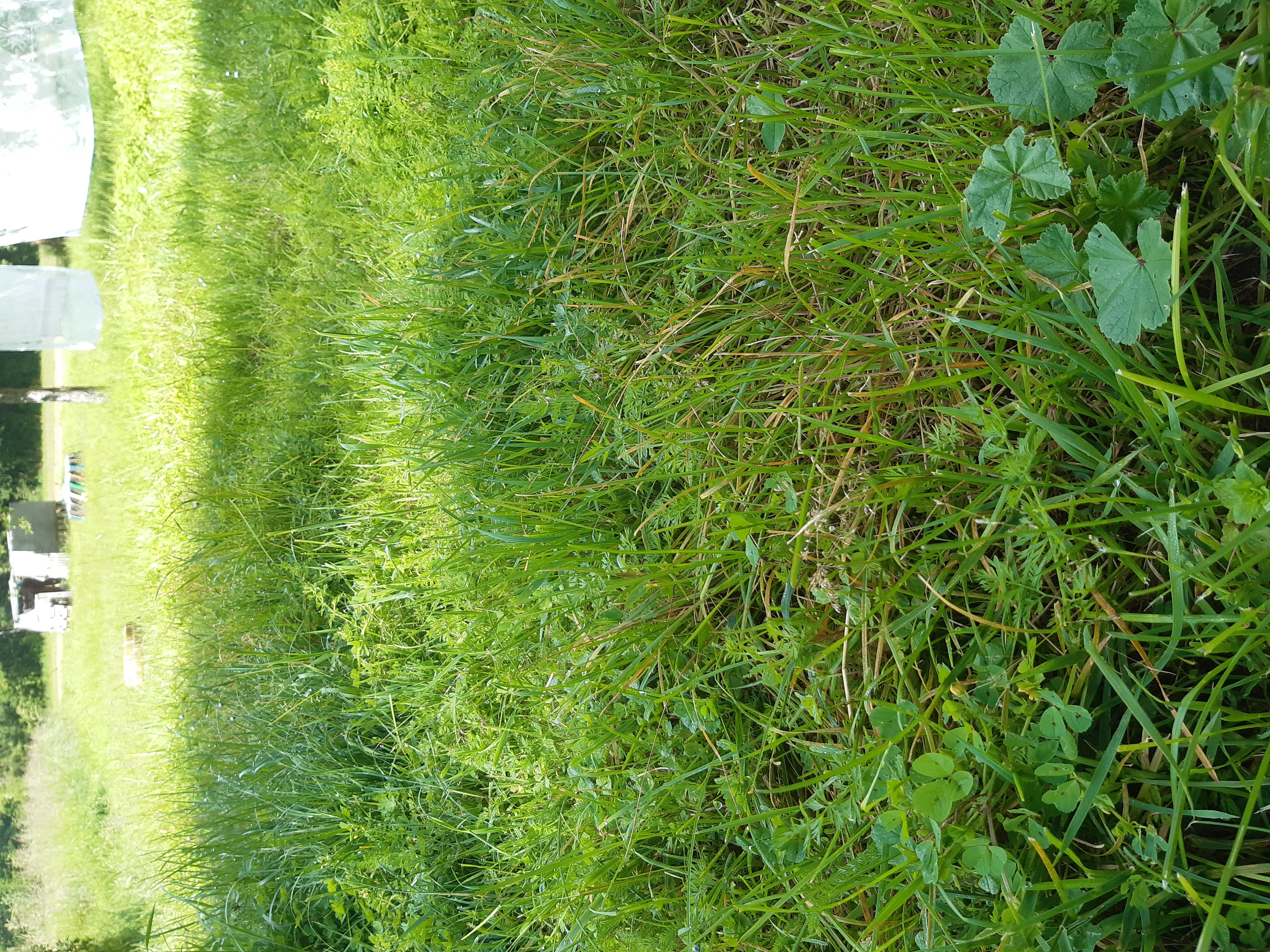 Location tracteur tondeuse 36 entre particuliers