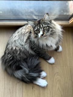 Service : chat Service : chat