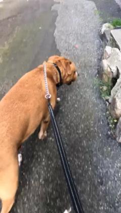 Service : garde animaux Service : garde animaux