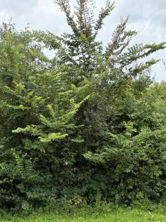 Service : taille de haies Service : taille de haies