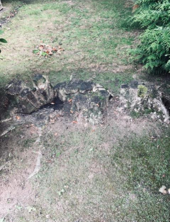 Location : rogneuse de souche Location : rogneuse de souche