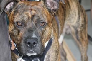 Service : chien Service : chien