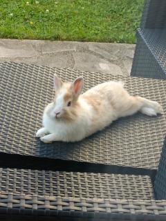 Service : garde lapin Service : garde lapin