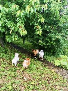 Service : chien Service : chien