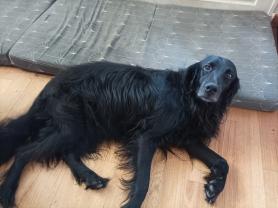 Demander ce petsitter