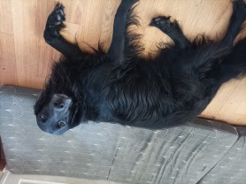 Service : chien Service : chien