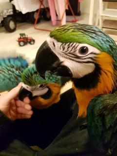 Service : oiseaux Service : oiseaux