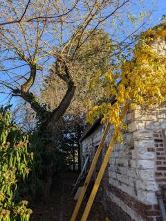 Service : elagage Service : elagage